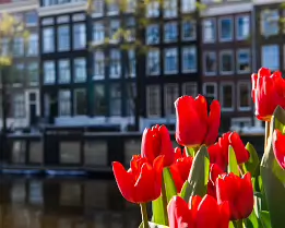 Canal Flowers Bright red tulips bloom beside traditional canal houses in Amsterdam during spring.
