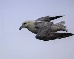 Winged Calm Northern fulmar gliding in the sky over the Faroe Islands.