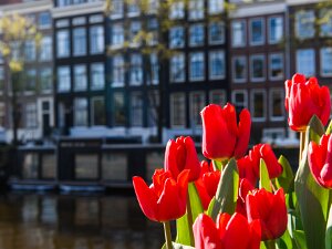 Amsterdam Impressions shaped by canals, reflections, and the gentle flow of a city built around water and movement.